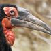 Southern Ground Hornbill