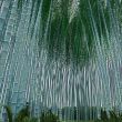 ..Bamboo Forest..