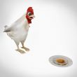 Tavuk&Yumurtası