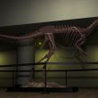 Allosaurus (kemik)