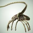 Facehugger