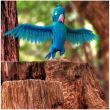 Mavi Papağan