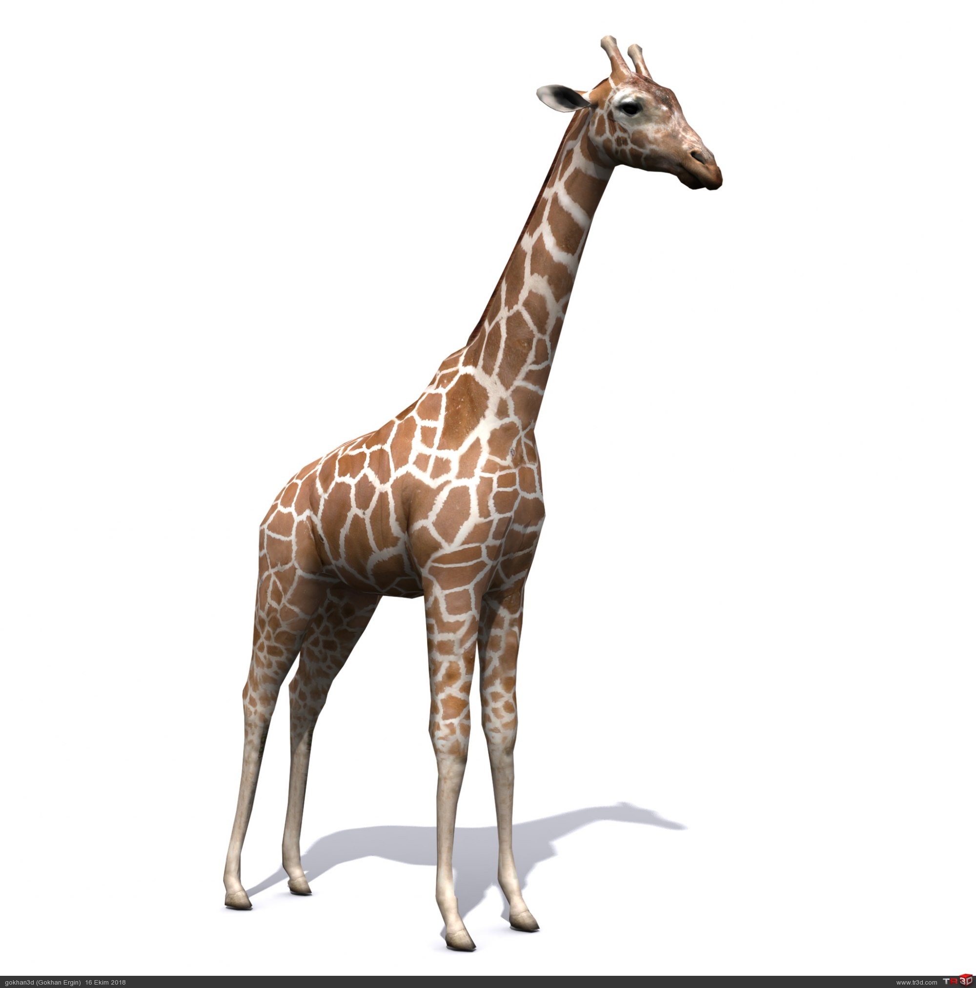Zürafa ücretsiz model