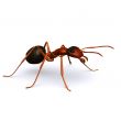 Karınca ücretsiz model