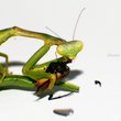 Mantid (Mantidae)-1