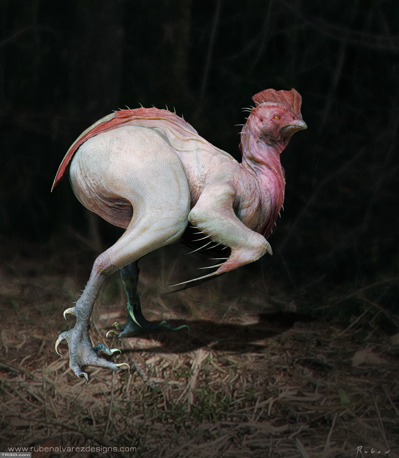 The chicken evolution