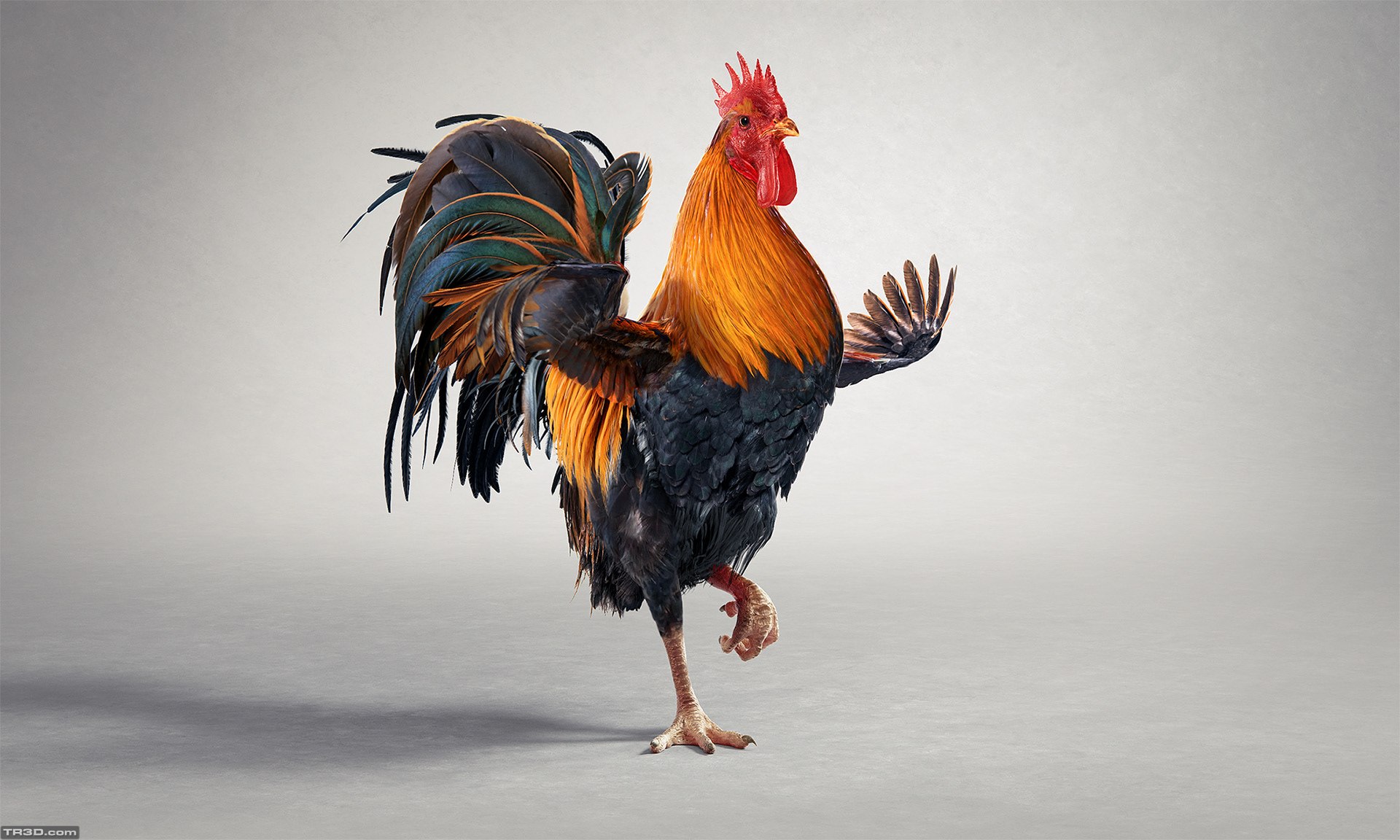 CGI Rooster