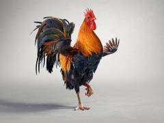 CGI Rooster