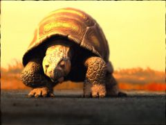 Brahma Kaplumbağası